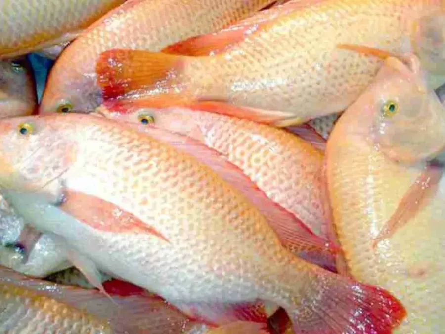 إطلاق منصة إلكترونية لإدارة تسويق سمك البلطي الأحمر قريبا